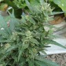 Семена ганжа  White Gum feminised Ganja Seeds