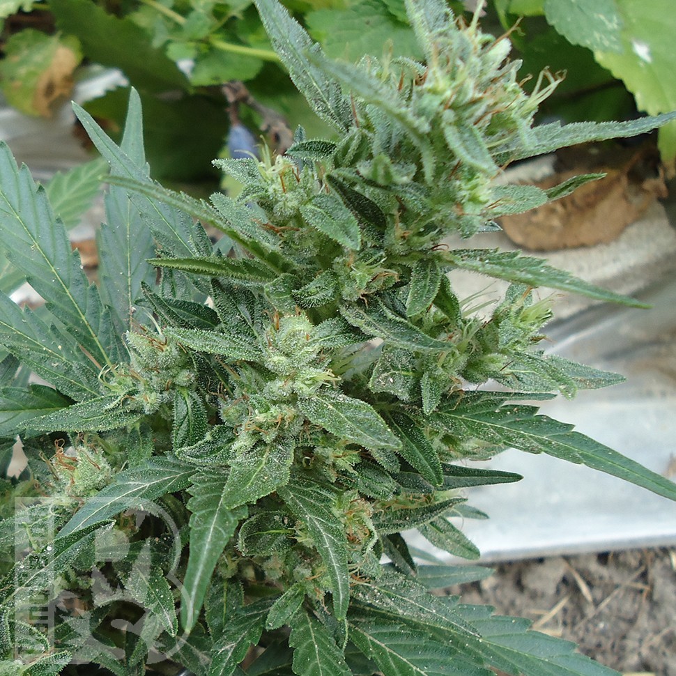 Семена ганжа  White Gum feminised Ganja Seeds