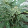 Семена ганжа  White Gum feminised Ganja Seeds