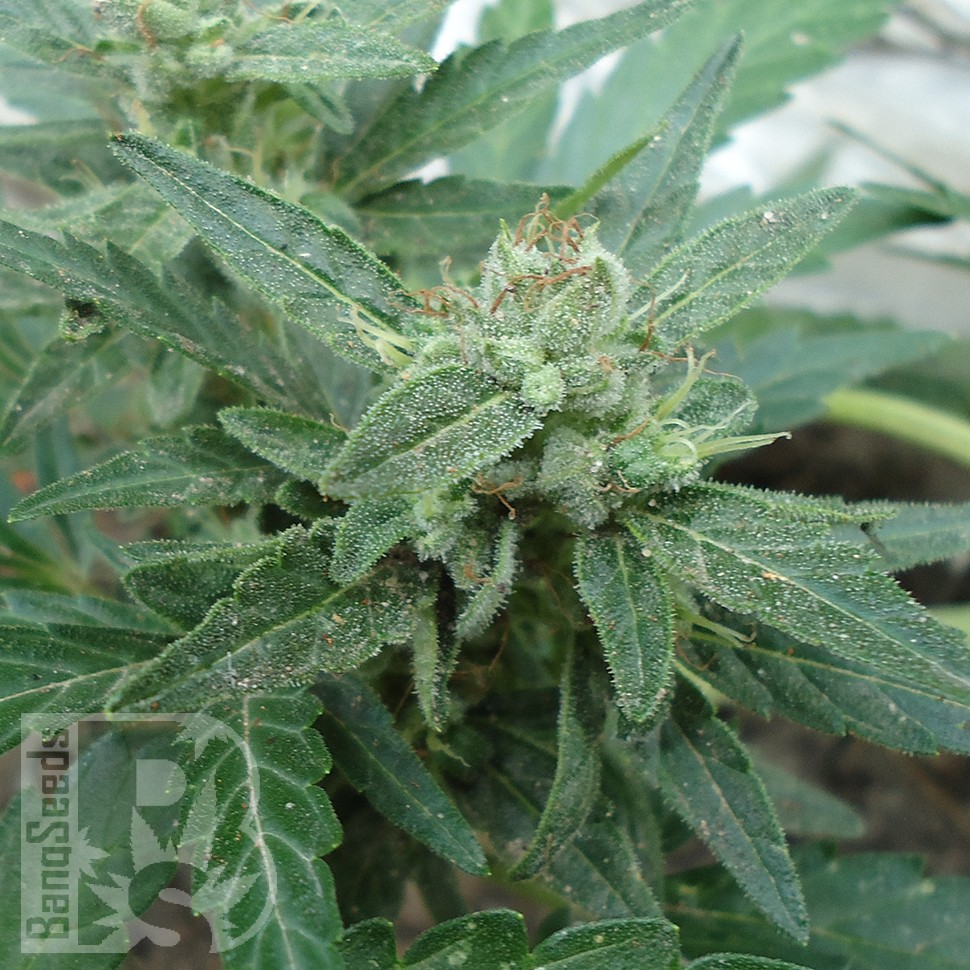 Семена ганжа  White Gum feminised Ganja Seeds
