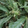 Семена ганжа  White Gum feminised Ganja Seeds