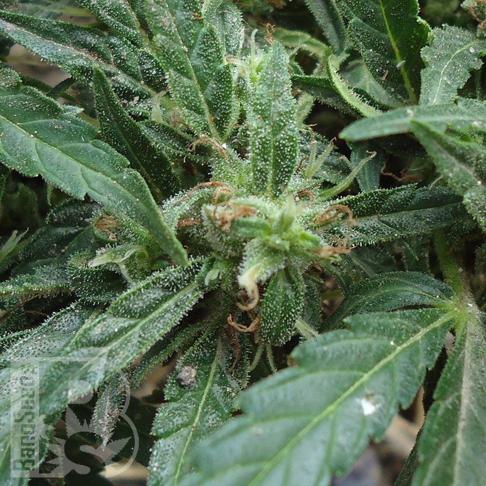 Семена ганжа  White Gum feminised Ganja Seeds