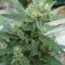 Семена ганжа  White Gum feminised Ganja Seeds