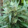 Семена ганжа  White Gum feminised Ganja Seeds