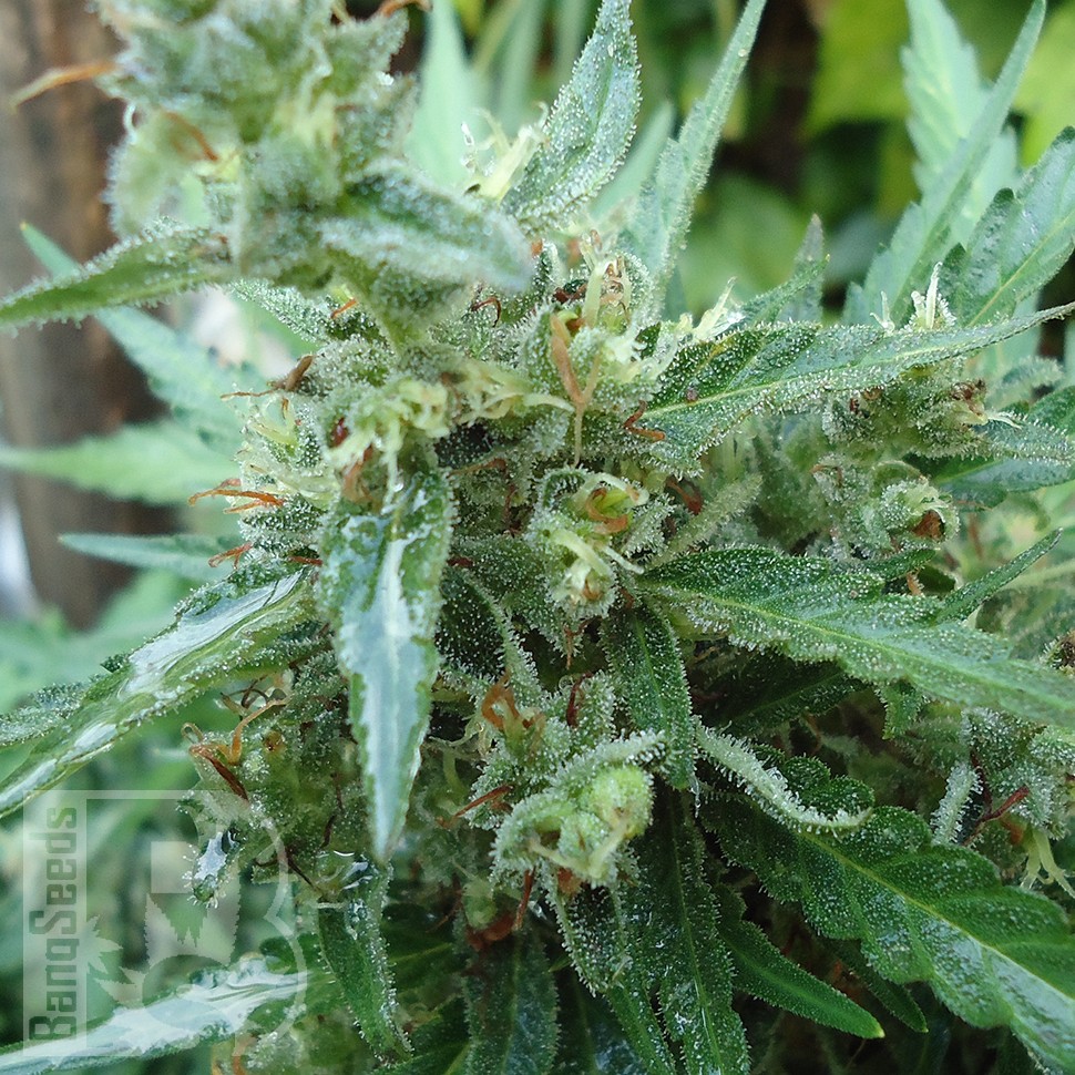 Семена ганжа  White Gum feminised Ganja Seeds