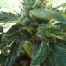 Семена ганжа  White Gum feminised Ganja Seeds