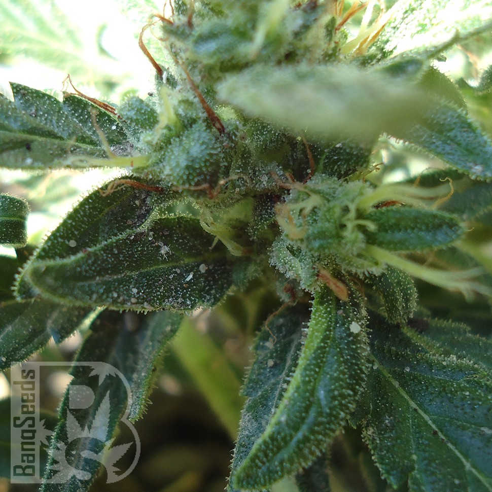 Семена ганжа  White Gum feminised Ganja Seeds