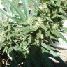 Семена ганжа  White Gum feminised Ganja Seeds