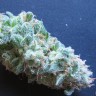 Семена ганжа  White Gum feminised Ganja Seeds Семена ганжа  White Gum feminised Ganja Seeds