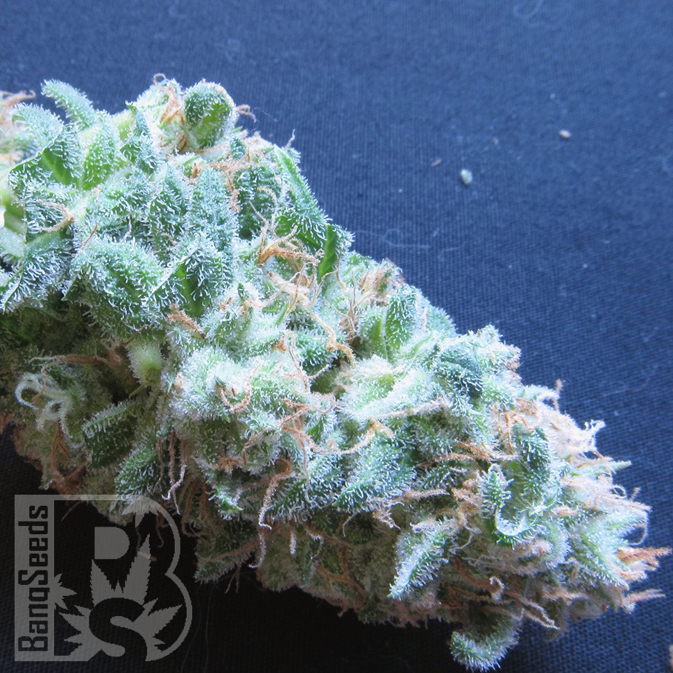 Семена ганжа  White Gum feminised Ganja Seeds Семена ганжа  White Gum feminised Ganja Seeds