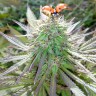 Семена ганжа  White Gum feminised Ganja Seeds Семена ганжа  White Gum feminised Ganja Seeds