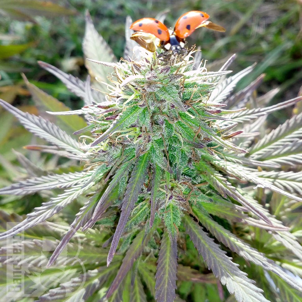 Семена ганжа  White Gum feminised Ganja Seeds Семена ганжа  White Gum feminised Ganja Seeds