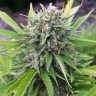 Семена ганжа  White Gum feminised Ganja Seeds Семена ганжа  White Gum feminised Ganja Seeds