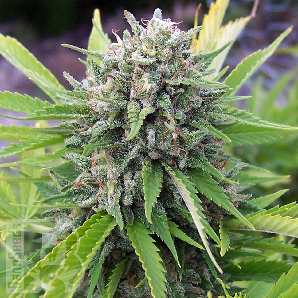 Семена ганжа  White Gum feminised Ganja Seeds Семена ганжа  White Gum feminised Ganja Seeds