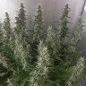 Семена ганжа  White Gum feminised Ganja Seeds