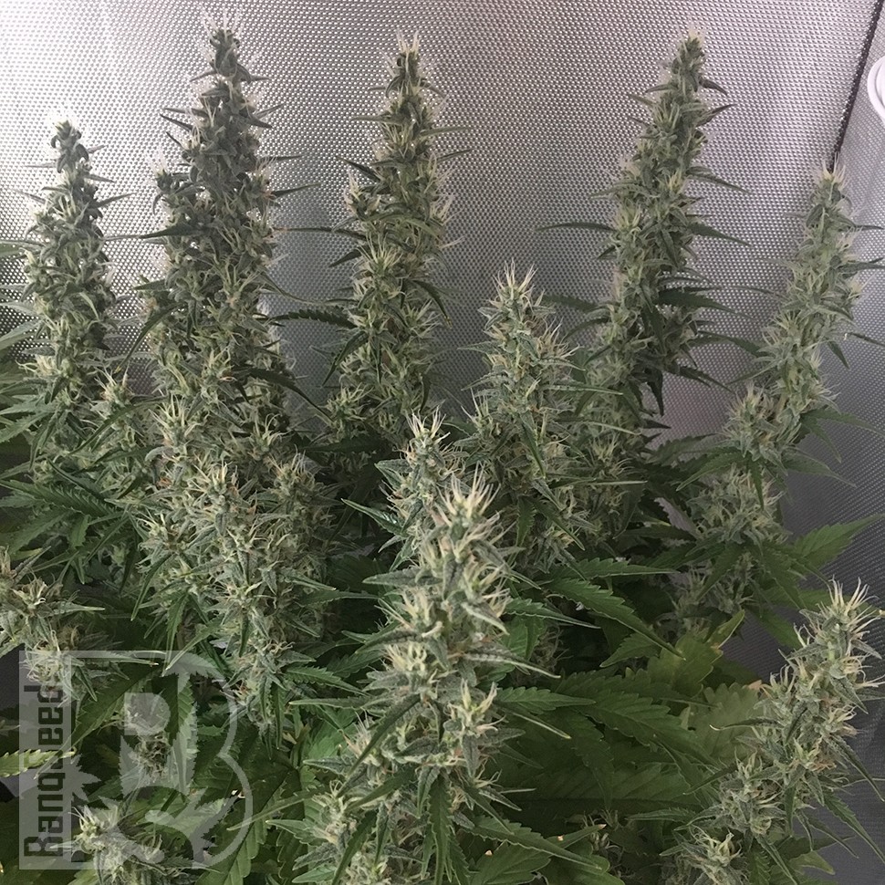 Семена ганжа  White Gum feminised Ganja Seeds