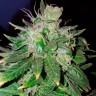купить семена конопли феминизированные Auto Hindu Kush feminised купить семена конопли феминизированные Auto Hindu Kush feminised