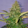 купить семена конопли в оригинальных упаковках Auto Hindu Kush feminised купить семена конопли в оригинальных упаковках Auto Hindu Kush feminised