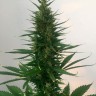 купить семена конопли в Украине Auto Hindu Kush feminised купить семена конопли в Украине Auto Hindu Kush feminised