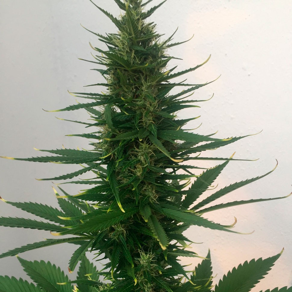 купить семена конопли в Украине Auto Hindu Kush feminised купить семена конопли в Украине Auto Hindu Kush feminised