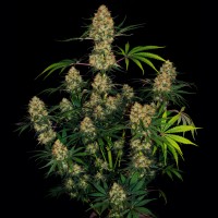 Auto Hindu Kush feminised Ganja Seeds