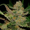 купить автоцветущие семена конопли Auto Hindu Kush feminised купить автоцветущие семена конопли Auto Hindu Kush feminised
