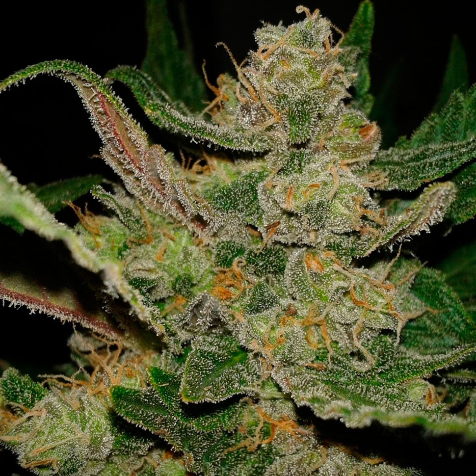 купить автоцветущие семена конопли Auto Hindu Kush feminised купить автоцветущие семена конопли Auto Hindu Kush feminised