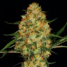 заказать семена конопли курьером Auto Hindu Kush feminised заказать семена конопли курьером Auto Hindu Kush feminised