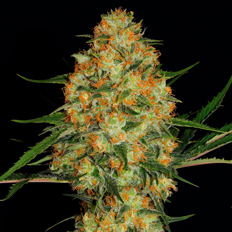 заказать семена конопли курьером Auto Hindu Kush feminised заказать семена конопли курьером Auto Hindu Kush feminised