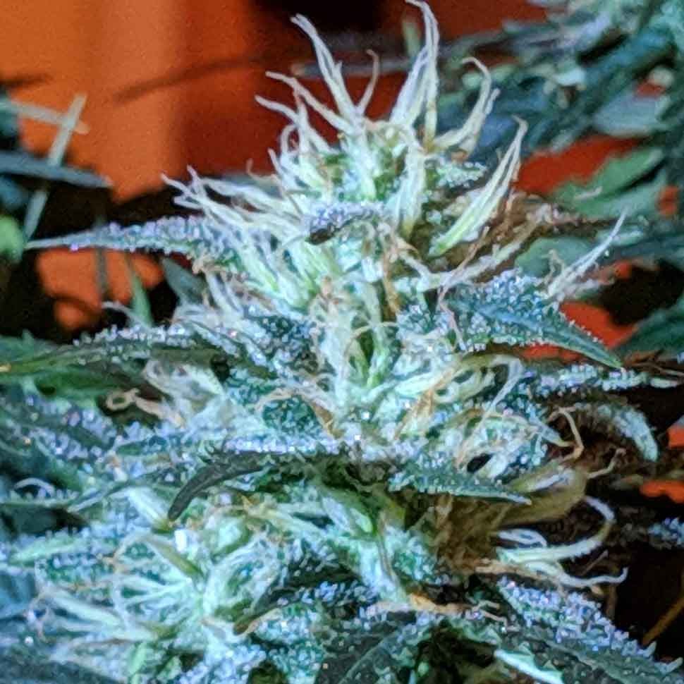 купить семена конопли медицинской Anesthesia regular купить семена конопли медицинской Anesthesia regular