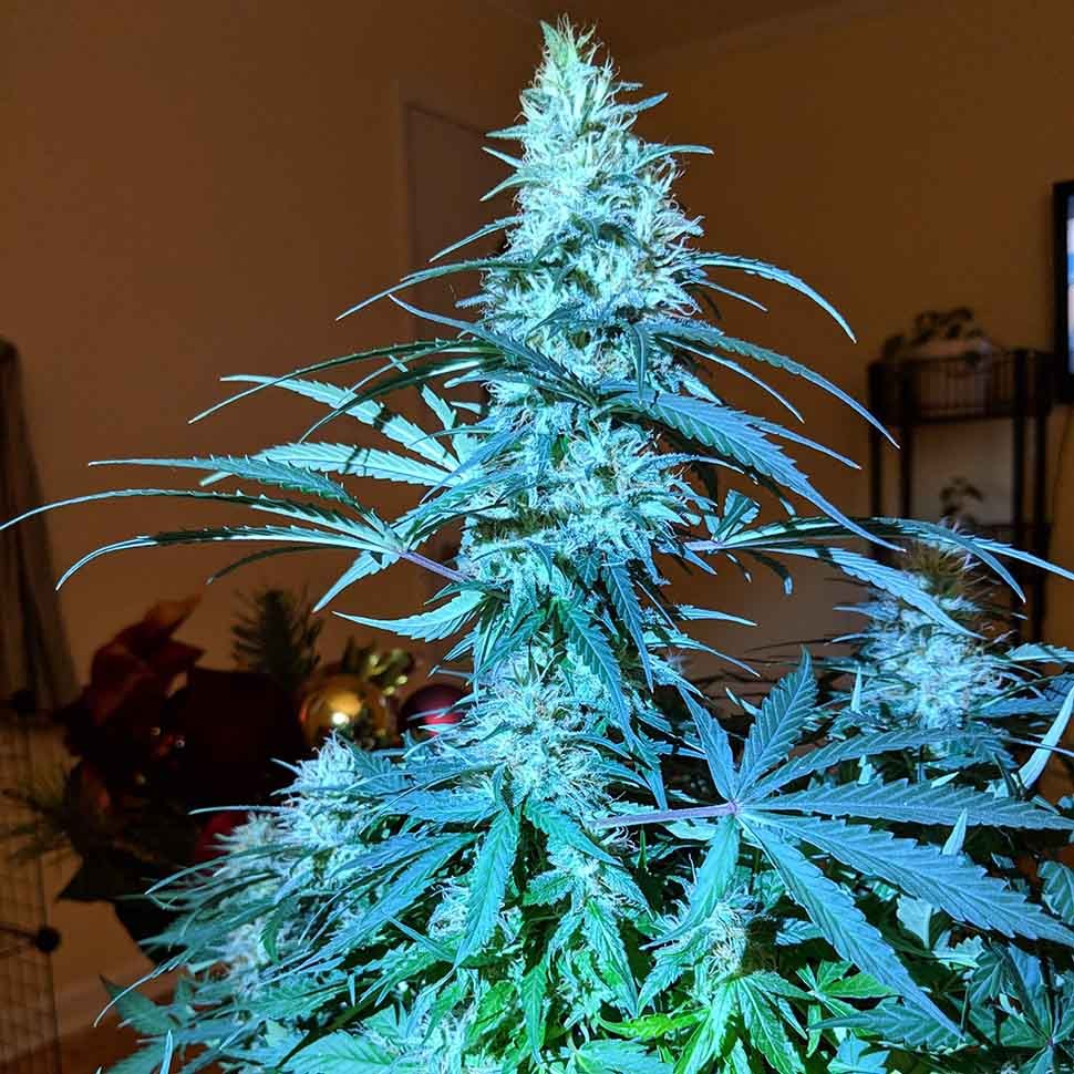 Семена марихуаны  Anesthesia regular Ganja Seeds