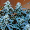 заказать семена конопли наложенным платежом Anesthesia regular заказать семена конопли наложенным платежом Anesthesia regular