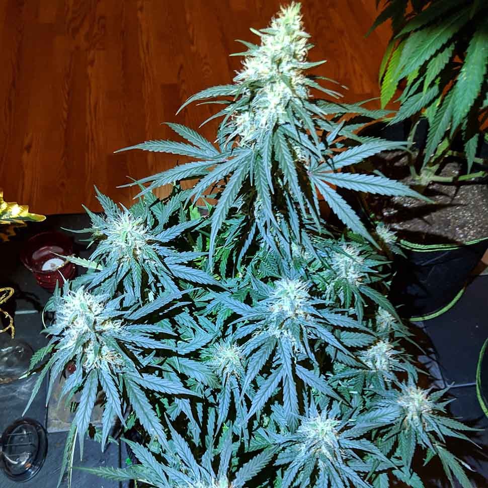купить семена конопли сорта сатива Anesthesia regular купить семена конопли сорта сатива Anesthesia regular