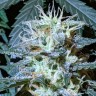 купить семена конопли для курения Anesthesia regular купить семена конопли для курения Anesthesia regular