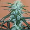 заказать семена конопли почтой Anesthesia regular заказать семена конопли почтой Anesthesia regular