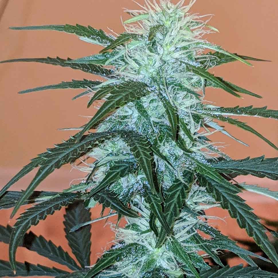 заказать семена конопли почтой Anesthesia regular заказать семена конопли почтой Anesthesia regular