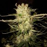 заказать семена конопли Auto OG Kush feminised заказать семена конопли Auto OG Kush feminised