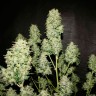 где заказать семена конопли Auto OG Kush feminised где заказать семена конопли Auto OG Kush feminised