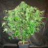 заказать на сайте семена конопли Auto OG Kush feminised заказать на сайте семена конопли Auto OG Kush feminised