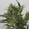 заказать качественные семена  конопли Auto OG Kush feminised заказать качественные семена  конопли Auto OG Kush feminised