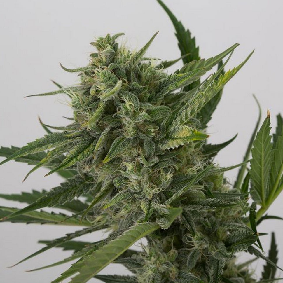 заказать качественные семена  конопли Auto OG Kush feminised заказать качественные семена  конопли Auto OG Kush feminised