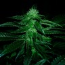 заказать семена конопли курьером Auto OG Kush feminised заказать семена конопли курьером Auto OG Kush feminised