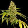 заказать семена конопли автоцвет Auto OG Kush feminised заказать семена конопли автоцвет Auto OG Kush feminised
