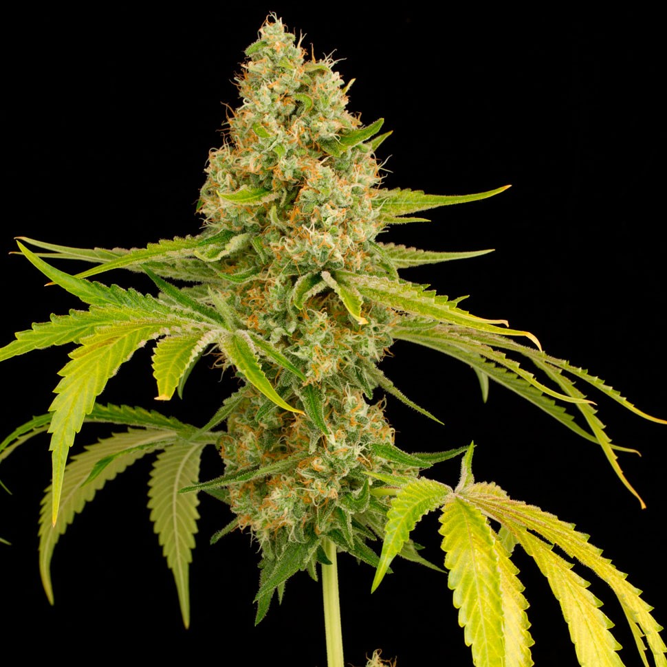 заказать семена конопли автоцвет Auto OG Kush feminised заказать семена конопли автоцвет Auto OG Kush feminised