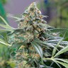 купить семена конопли интернет магазин Auto OG Kush feminised купить семена конопли интернет магазин Auto OG Kush feminised