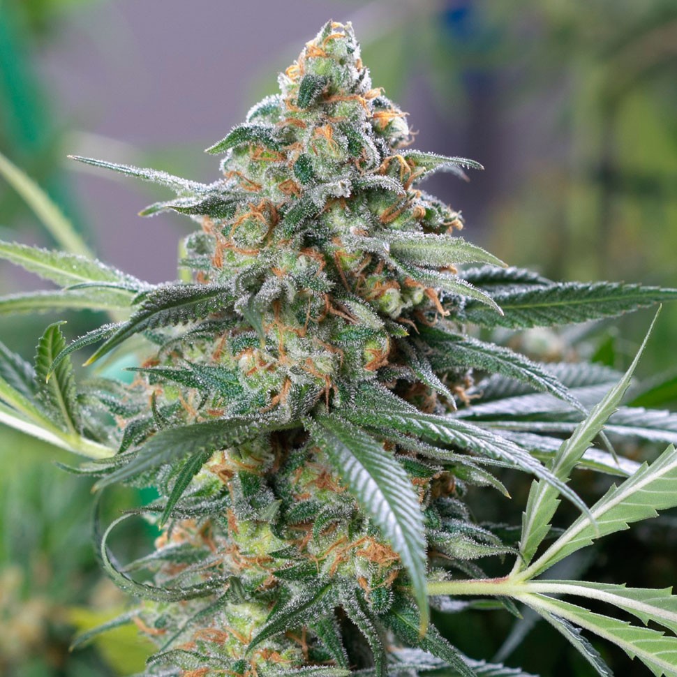купить семена конопли интернет магазин Auto OG Kush feminised купить семена конопли интернет магазин Auto OG Kush feminised