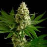 купить семена конопли автоцвет Auto OG Kush feminised купить семена конопли автоцвет Auto OG Kush feminised