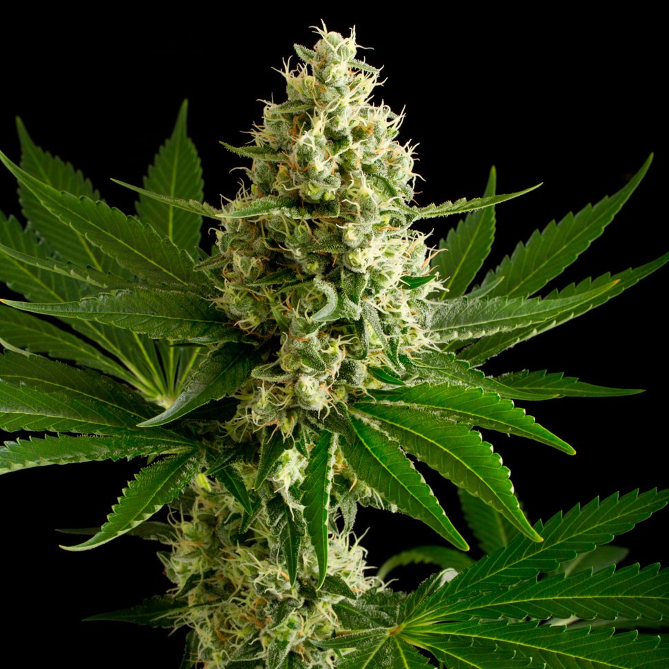 купить семена конопли автоцвет Auto OG Kush feminised купить семена конопли автоцвет Auto OG Kush feminised