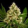 семена конопли скороспелый купить Auto OG Kush feminised семена конопли скороспелый купить Auto OG Kush feminised