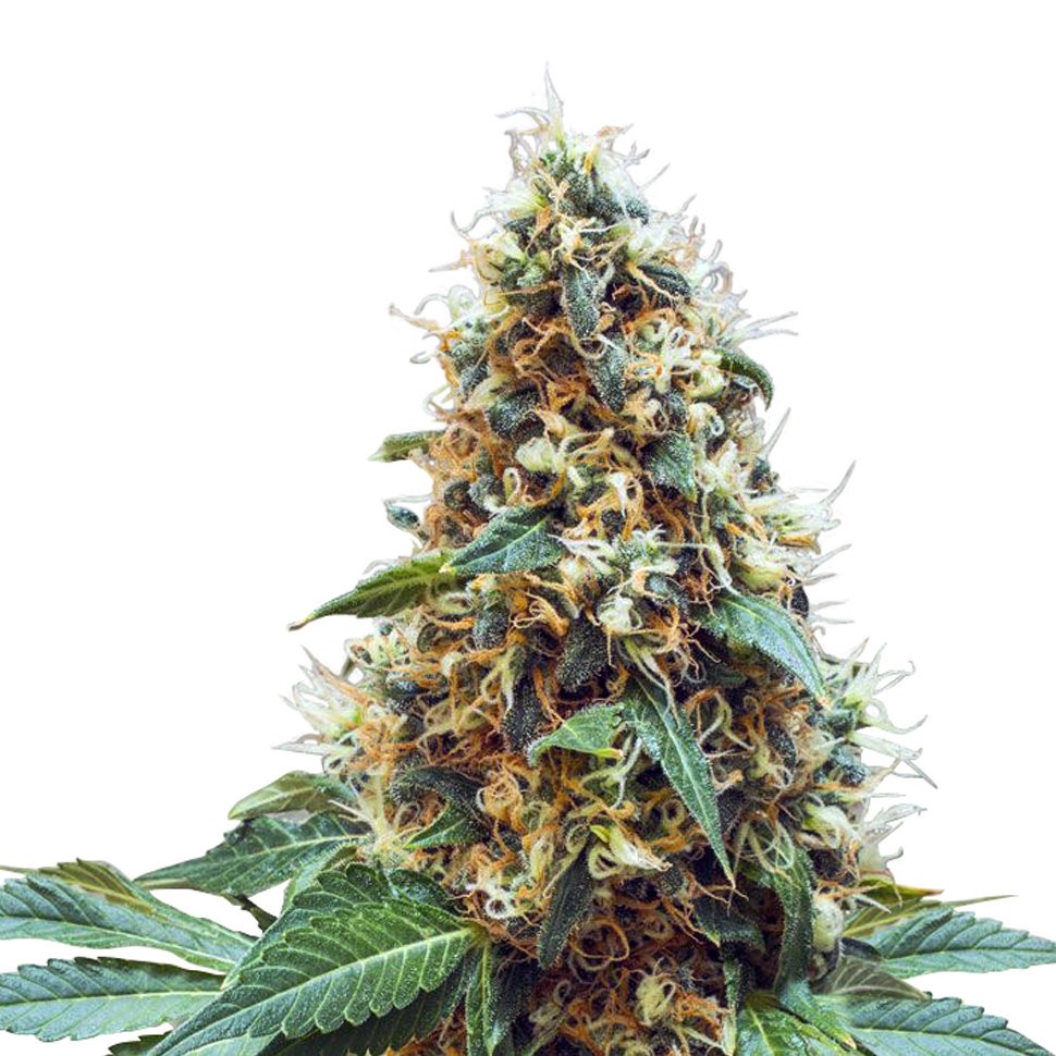Семена конопли  Deathlok feminised GanjaVIP Seeds